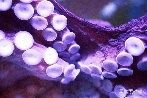 高清摄影 一张紫色海葵的特写照片