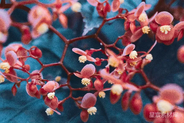 高清摄影 一株带有红色花朵的植物的特写