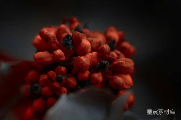 高清摄影 一簇鲜红的花蕾特写。