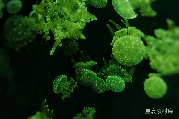 高清摄影 一罐中漂浮着一群绿藻。