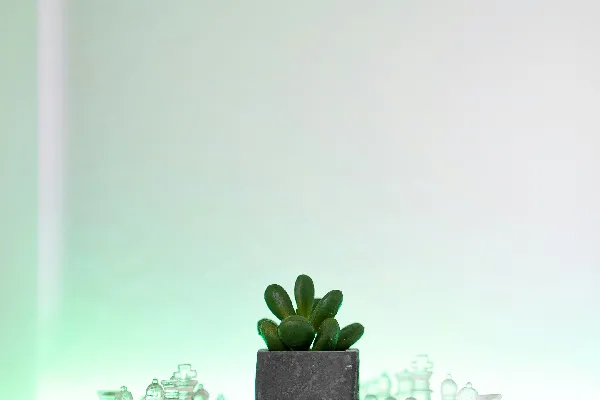 高清摄影 一个小盆栽植物放在棋盘上。