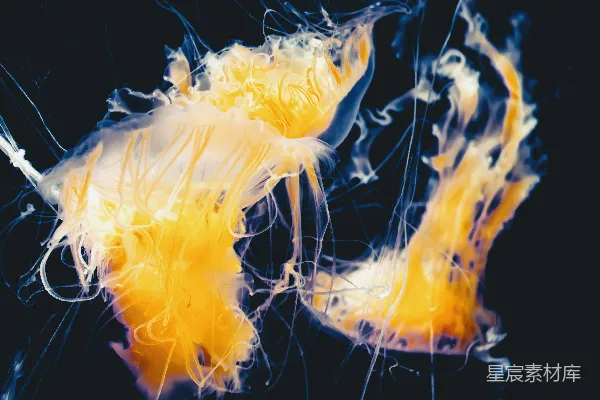 高清摄影 两朵黄色的水母数字壁纸