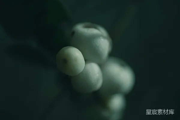 高清摄影 在深色背景前的白色浆果特写。