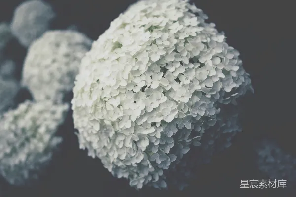 高清摄影 选择性聚焦的白色绣球花照片