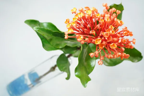高清摄影 蓝玻璃花瓶中的黄红花