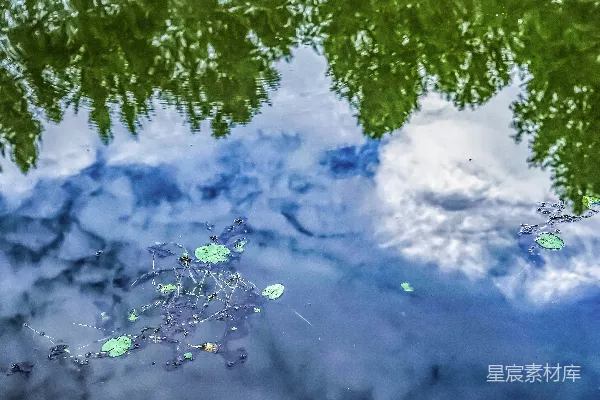 高清摄影 水中树的倒影