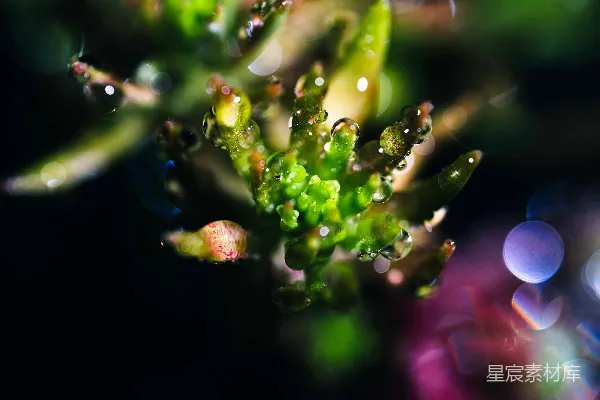 高清摄影 一株植物的特写，上面有水滴。