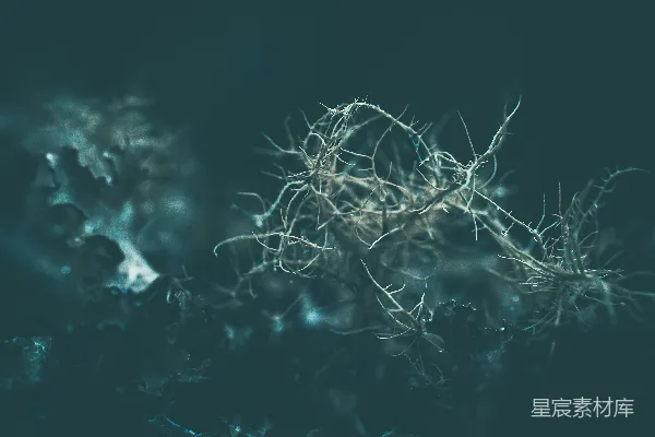 高清摄影 棕色的植物在近距离拍摄中