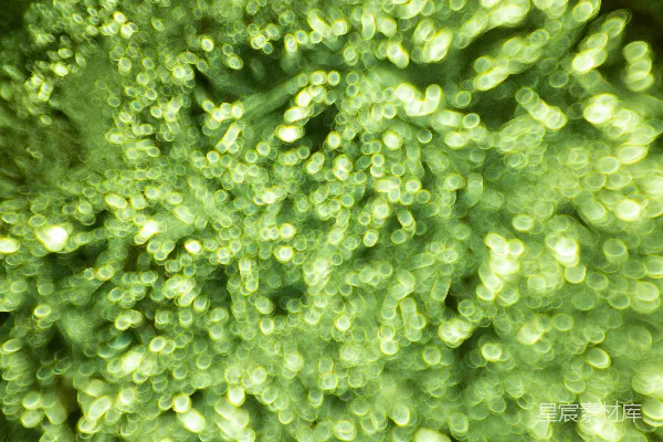 高清摄影 一张绿色植物的特写照片，上面有水珠。