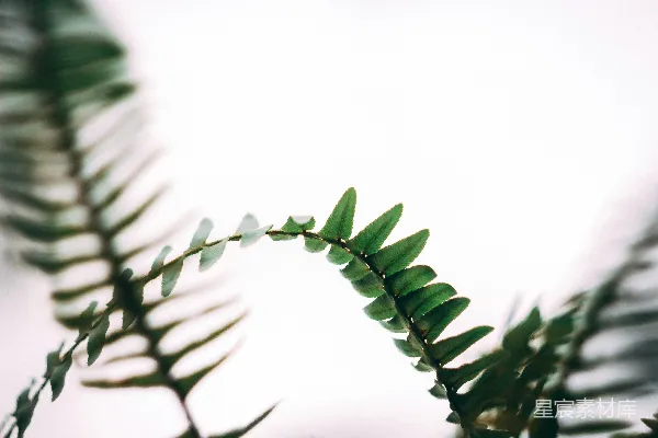 高清摄影 绿叶植物