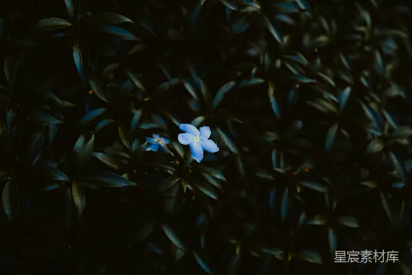 高清摄影 白花绿叶