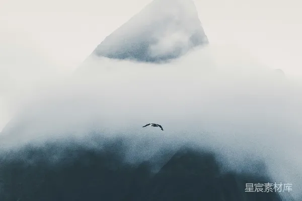 高清摄影 白天飞行中的黑鸟