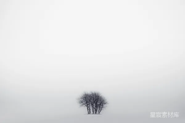 高清摄影 雪地中间的一棵孤树