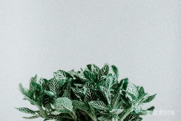 高清摄影 绿色植物