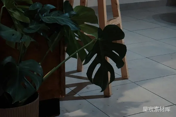 高清摄影 一盆盆栽植物放在一个木凳旁边