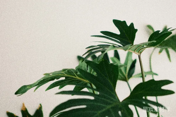 高清摄影 绿色叶植物