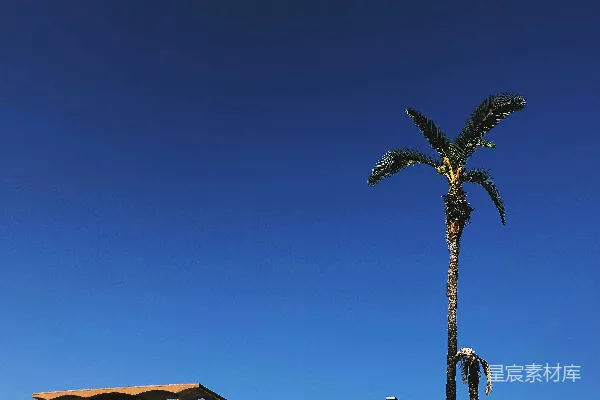 高清摄影 椰子树靠近建筑物