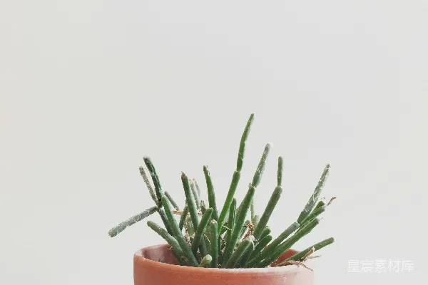 高清摄影 绿叶植物