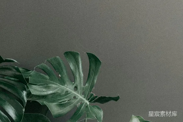 高清摄影 一株绿色的大植物放在木制桌子上。