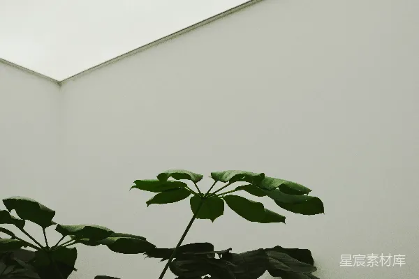 高清摄影 一盆植物放在房间的角落里