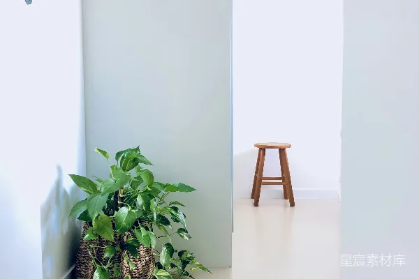 高清摄影 一盆植物放在房间角落里。