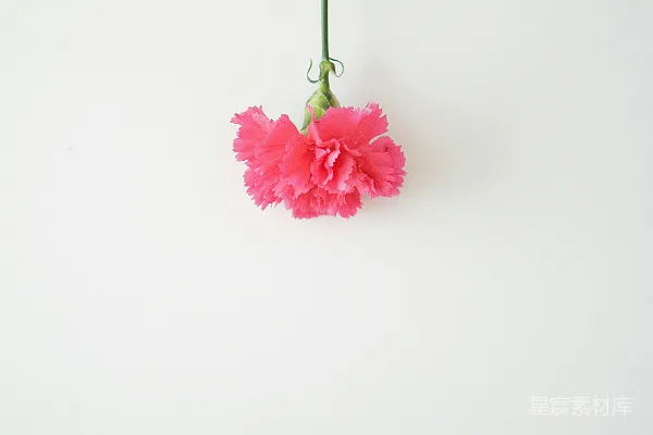 高清摄影 粉红色花瓣的花