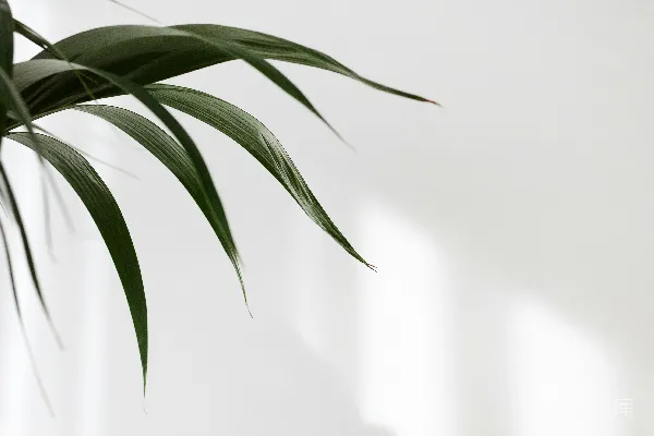 高清摄影 白墙旁边的绿色植物