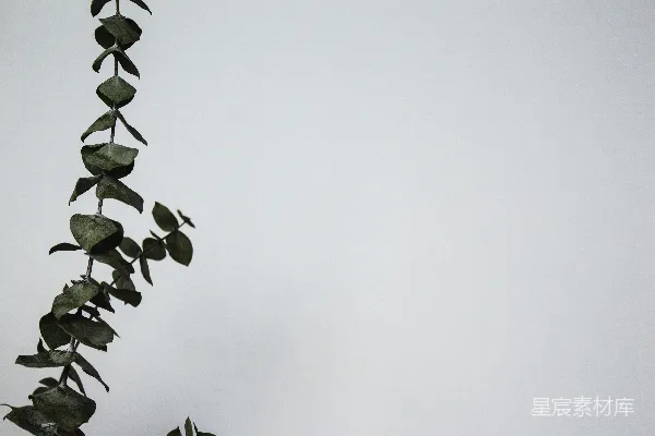 高清摄影 微距摄影中的绿色植物