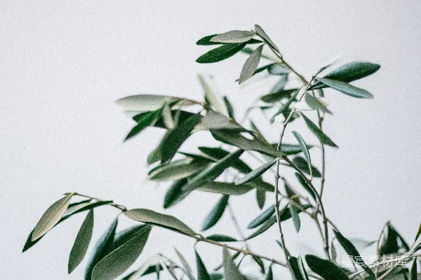 高清摄影 绿色植物
