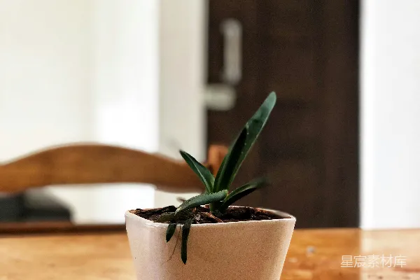 高清摄影 绿色植物