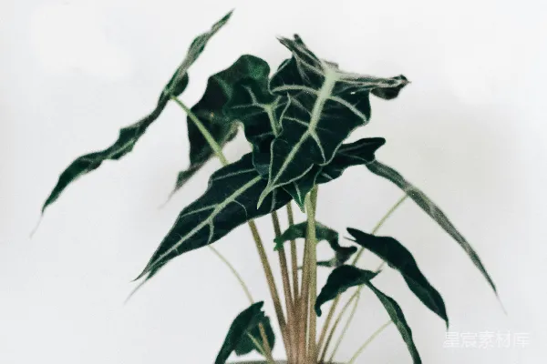 高清摄影 一盆植物放在白色桌子上。