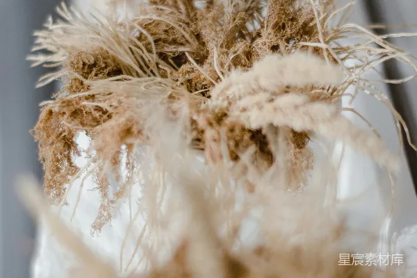 高清摄影 一株植物的特写镜头