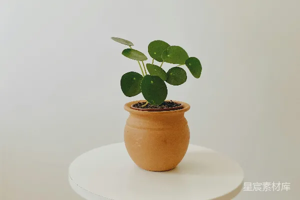 高清摄影 绿色植物在棕色花盆里