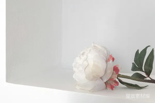 高清摄影 白色花朵在白色表面上