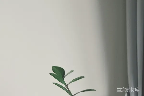 高清摄影 一个花瓶放在绿色植物的顶部。