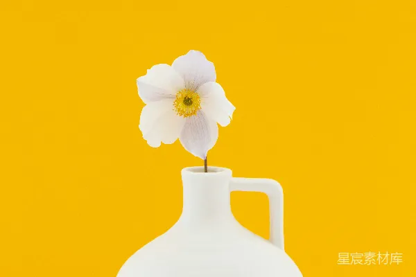 高清摄影 一个白色花瓶里有一朵白花。