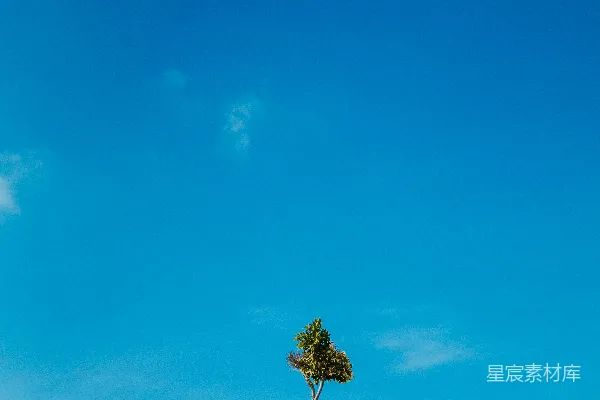 高清摄影 绿叶树