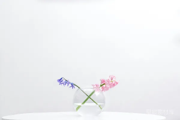 高清摄影 两个紫色和粉红色花瓣的花放在透明玻璃碗里