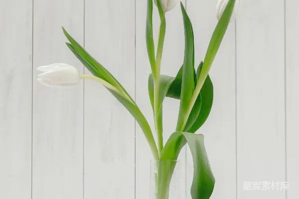 高清摄影 一个装满白色花朵的花瓶放在桌子上。