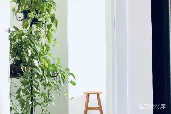 高清摄影 一株白色房间中的室内植物，旁边有一个凳子。