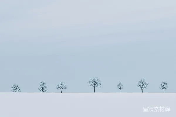 高清摄影 光秃秃的树在积雪覆盖的地面上
