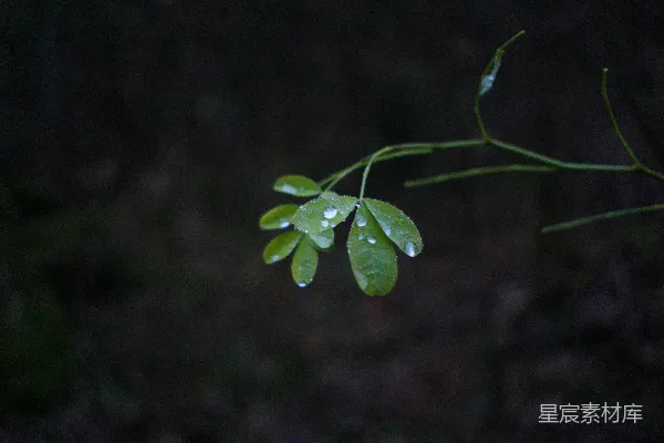 高清摄影 一株带有水珠的绿色植物