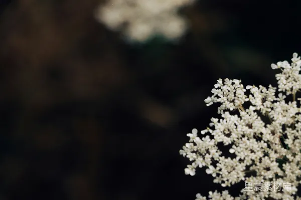 高清摄影 娇嫩的白色花朵，背景模糊成深色