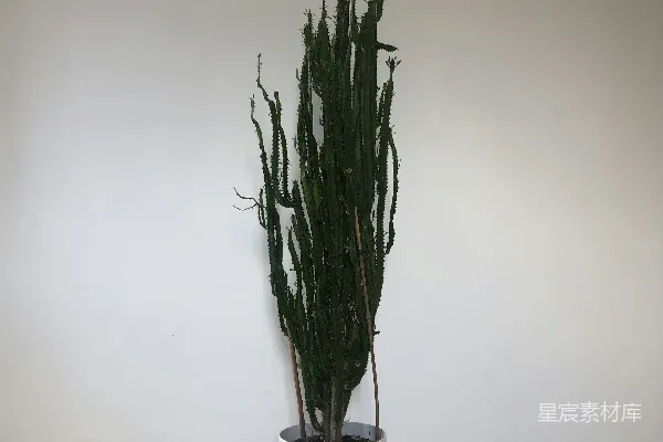 高清摄影 一盆植物放在木质地板上