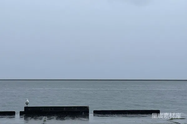 高清摄影 一只海鸥站在海边的混凝土结构上。