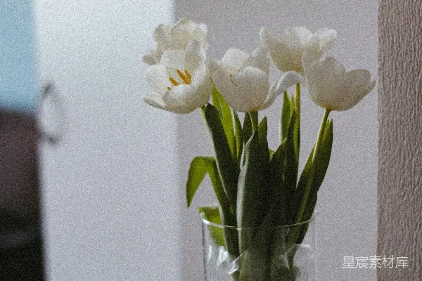 高清摄影 清澈玻璃花瓶中的白色花朵