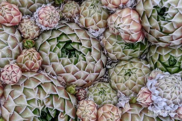 高清摄影 一堆金针菇堆在一起