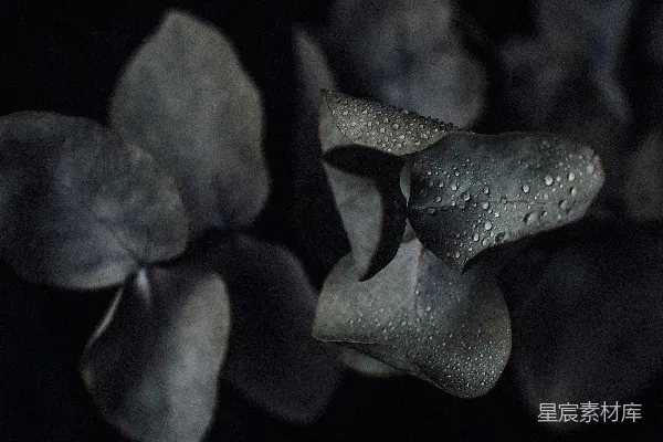 高清摄影 带有水珠的绿色植物