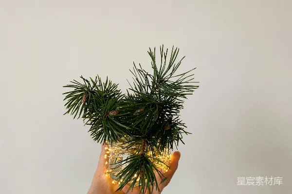 高清摄影 一只手握着一棵小松树，树上挂着灯。