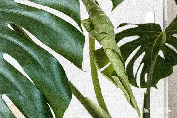 高清摄影 一种有叶子的植物